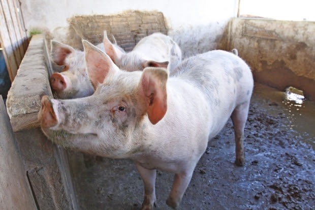Exportações catarinenses de carne suína têm alta de 44% em agosto