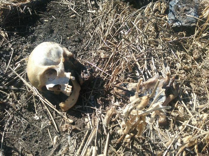 Restos mortais achados em lavoura em Abelardo Luz