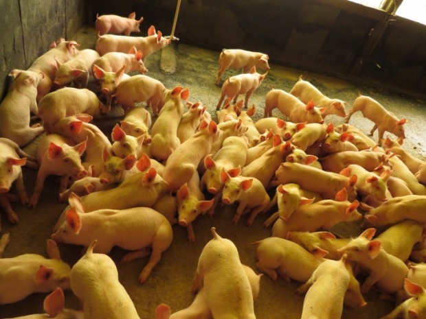Santa Catarina amplia exportações de carne suína para China, Chile e Argentina