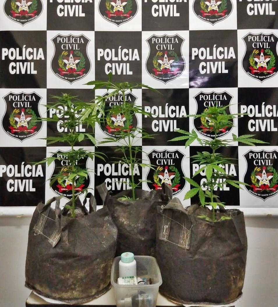 Concórdia: Polícia Civil encontra mudas de maconha que eram cultivadas em estufa