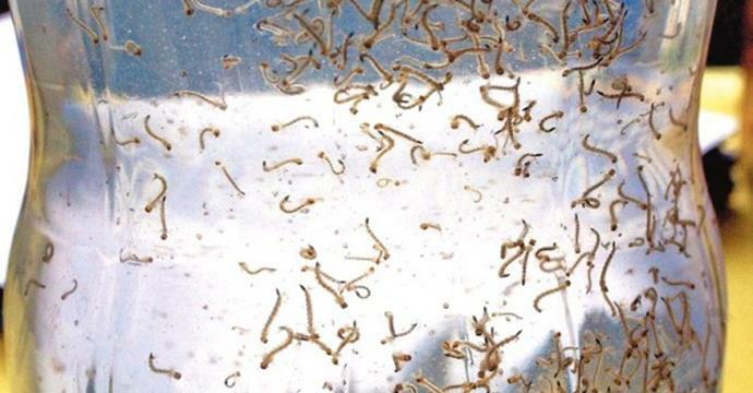 Novo foco de larvas do mosquito da dengue é encontrado em Piratuba