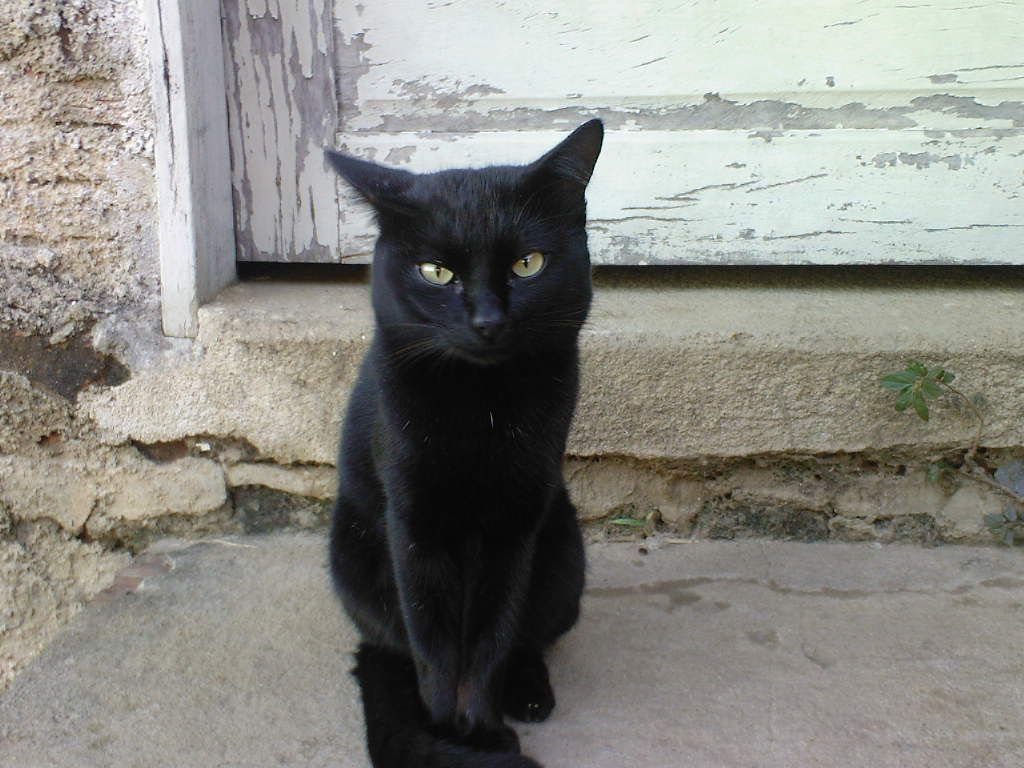 Gato preto é sinal de azar?