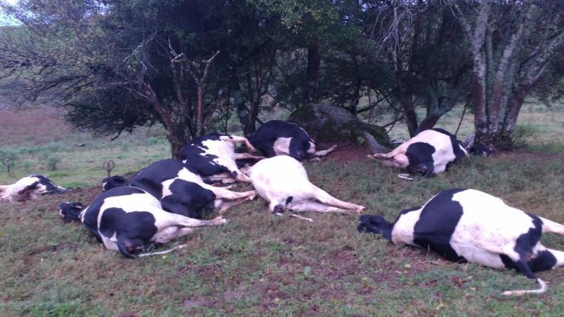Raio mata 17 bovinos no interior de Barracão-RS