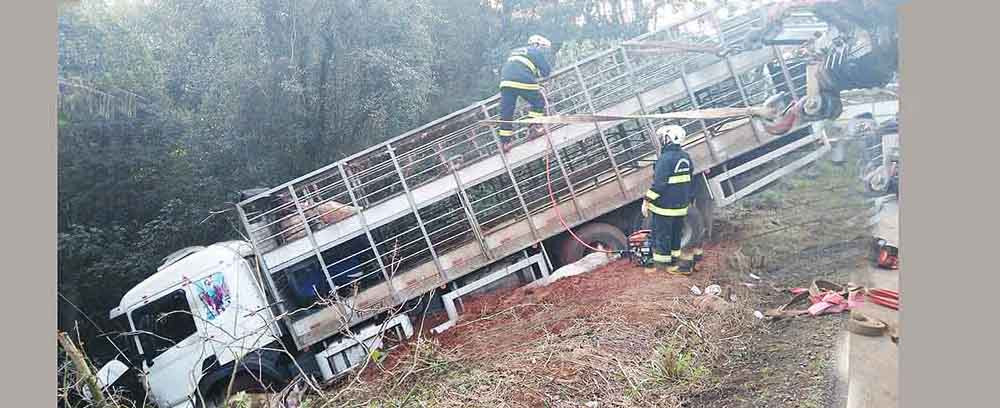 Caminhão carregado com suínos sai da pista e quase desce ribanceira em Concórdia Caminhão carregado com suínos sai da pista e quase desce ribanceira em Concórdia