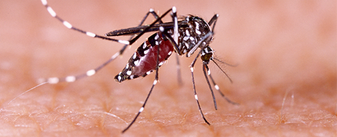 Número de novos casos de dengue apresenta desaceleração em Concórdia