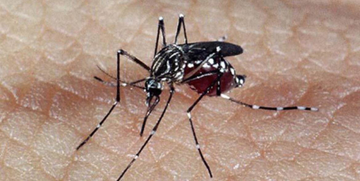 Alto Bela Vista e Piratuba também passam a ser cidades consideradas epidêmicas para dengue