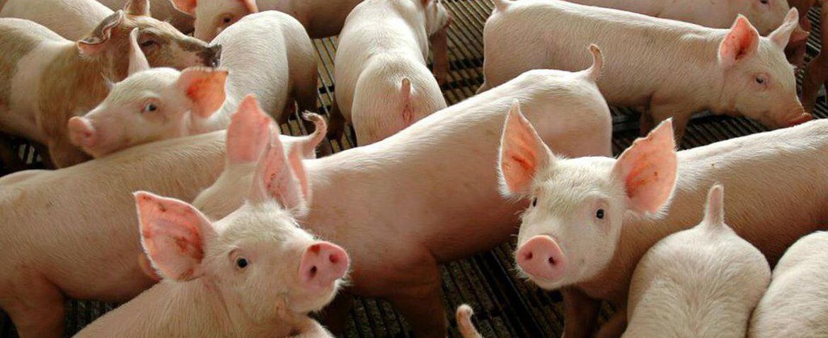 OUÇA: Coopercentral Aurora reajusta valor do quilo vivo do suíno pago ao produtor