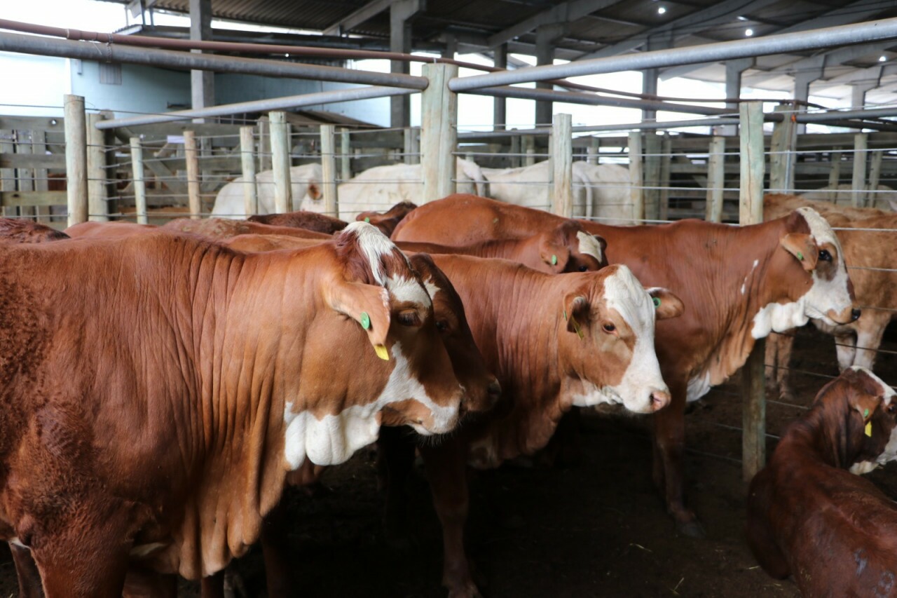 Hoje tem leilões de bovinos no setor do Agronegócio da Expo Concórdia