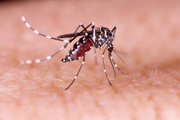 Confirmado quinto caso de dengue em Concórdia