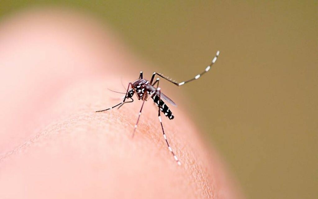 Casos de dengue saltam e já se aproximam dos 200 em Concórdia