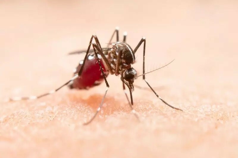 GRAVE: Concórdia já tem mais de 200 casos de dengue em 2024