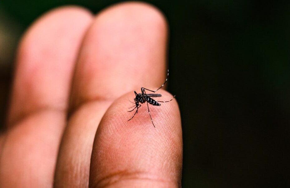 Novo recorde: Concórdia tem mais de 230 casos de dengue em uma semana