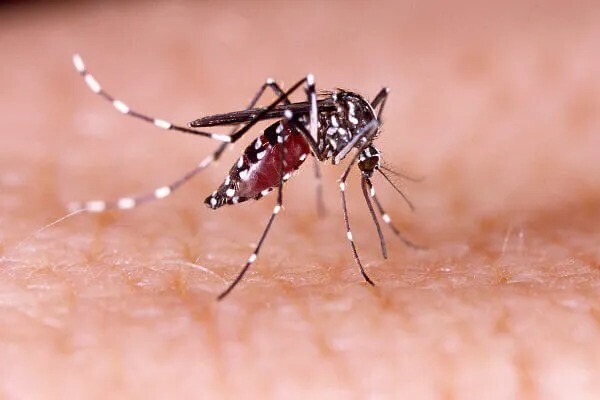 Vigilância Epidemiológica confirma transmissão local de variante tipo 2 da dengue em Concórdia