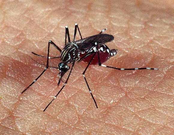 Com 4 internados, casos de dengue desaceleram, mas seguem aumentando em Concórdia