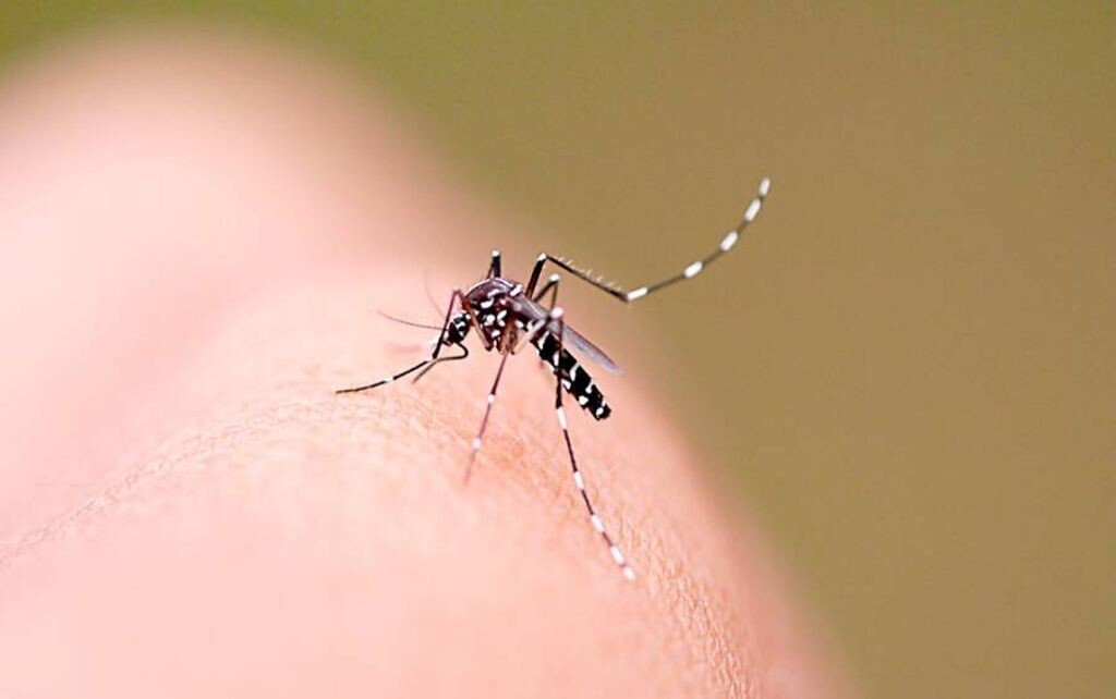 Concórdia tem 63 casos de dengue em 24 horas, passando de 800 pacientes no ano