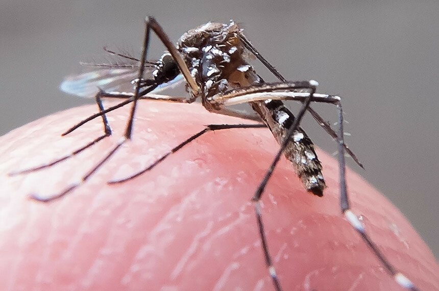 Mais de 850 casos e sete internados: confira os novos dados da dengue em Concórdia