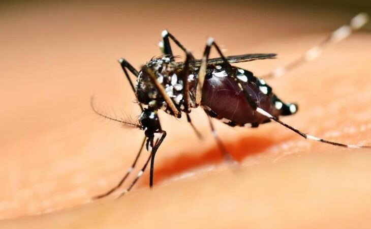 Após crescimento acelerado, casos semanais de dengue diminuem em Concórdia