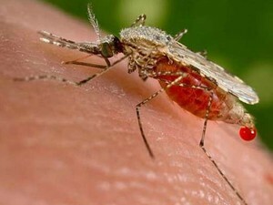 Caso de malária é registrado no município de Itá