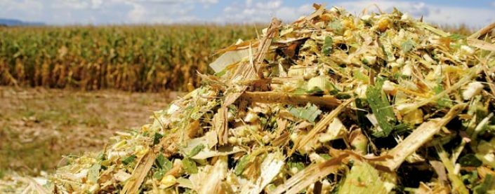 Chuva prejudica a qualidade do milho para silagem