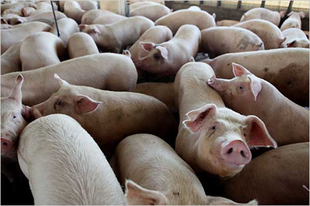 China e Hong Kong reduzem impacto do embargo russo para a carne suína brasileira