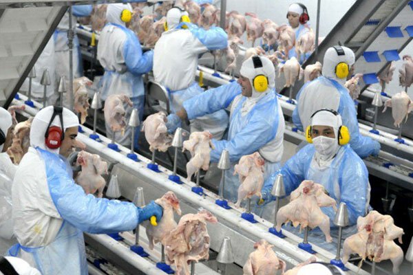 RS vai retomar exportação de carne de frango para o Chile