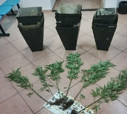 Concórdia - Polícia Militar encontra pés de maconha plantados em vasos