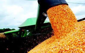 Santa Catarina espera colher três milhões de toneladas de milho na safra 2016/17