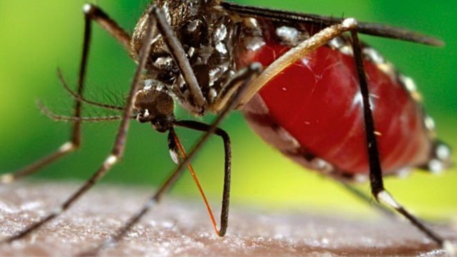 Mais dois focos do mosquito da dengue foram achados em Seara