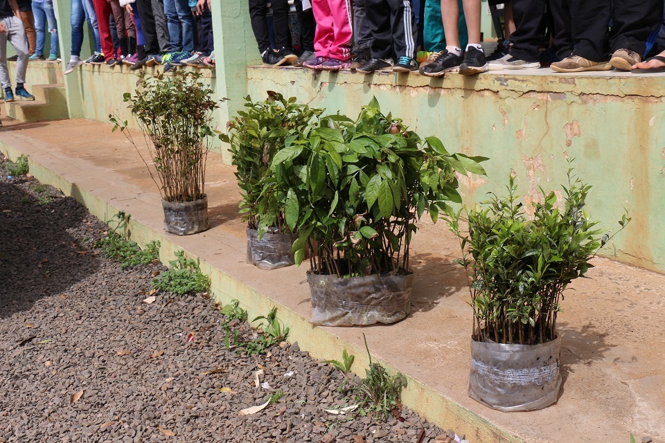 Escola e comunidade rural recebem mudas frutíferas do Fumdema