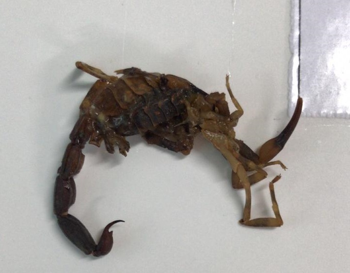 Morador de Piratuba é picado por escorpião