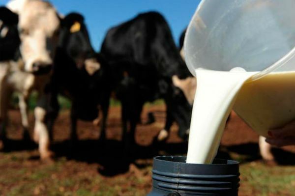Preço do leite pago ao produtor cai pelo terceiro mês consecutivo