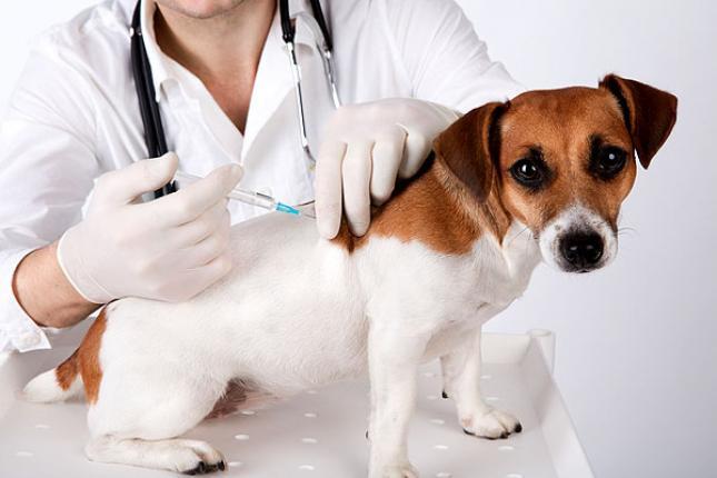 Prefeitura de Jaborá inicia vacinação de animais contra a raiva nesta quinta