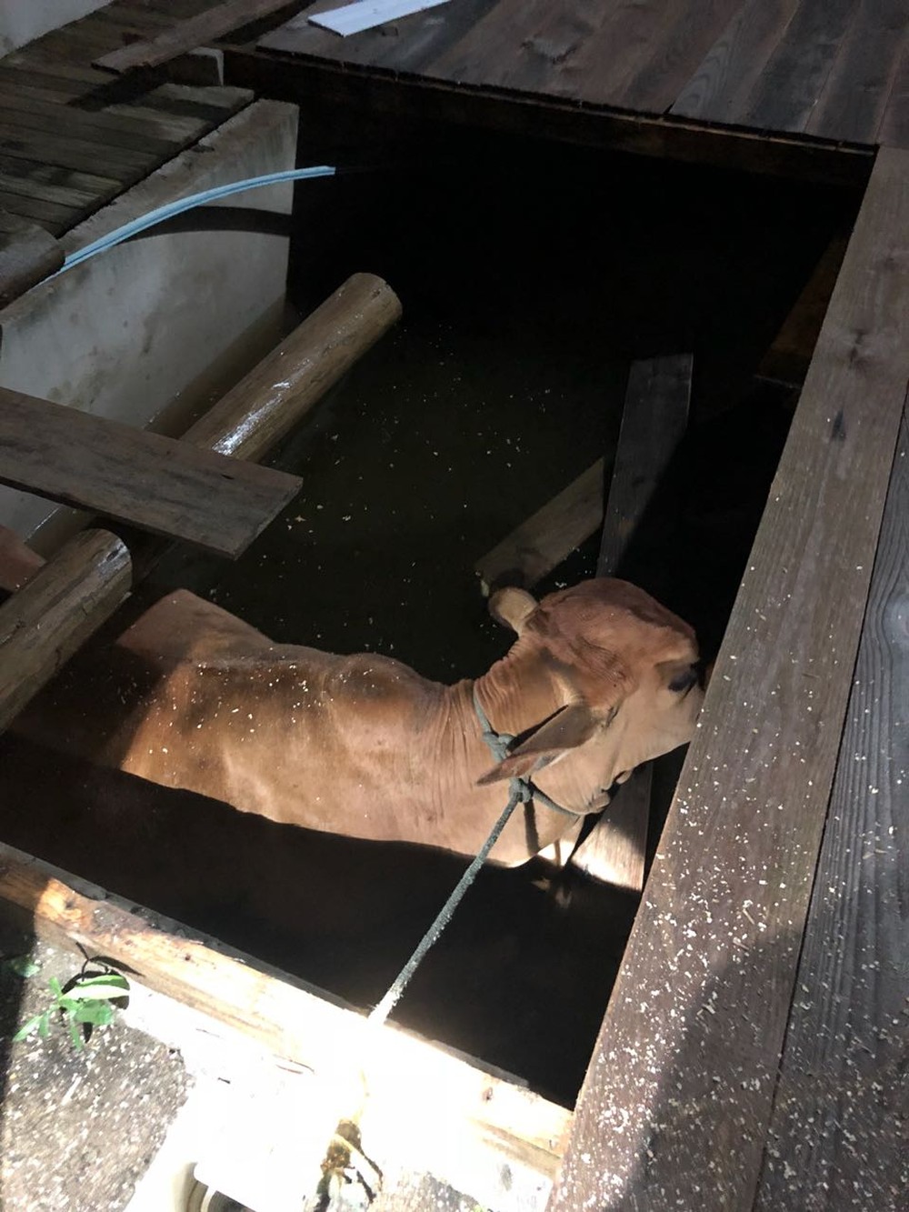Vaca é resgatada de dentro de piscina em pousada de Barra Velha