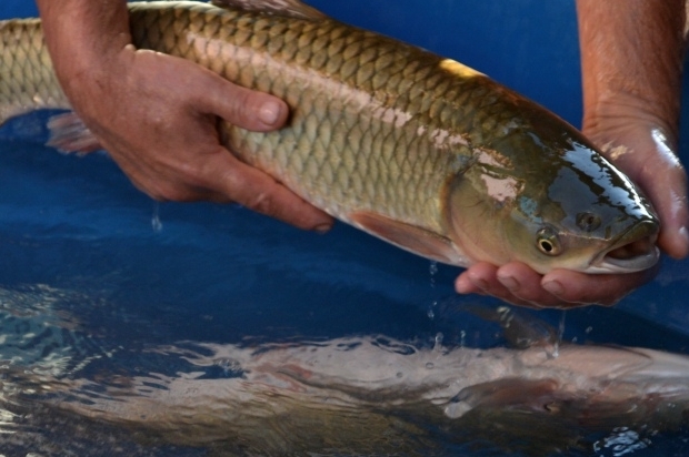 Feira do Peixe Vivo em Concórdia comercializa três toneladas durante a Quaresma