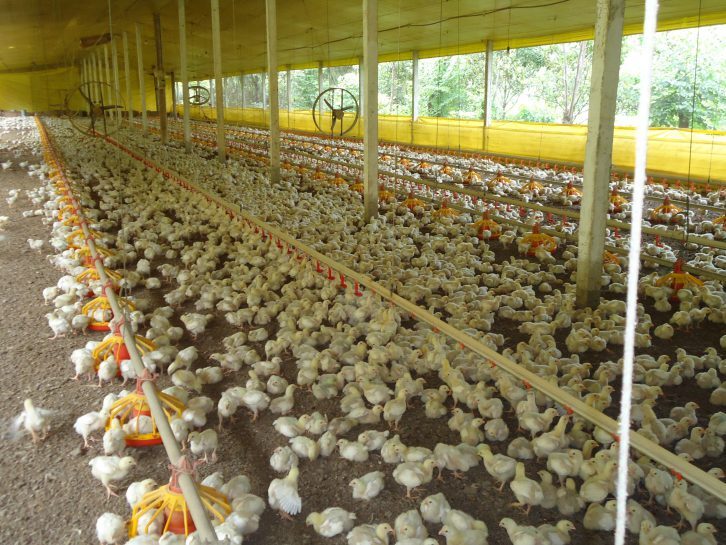 China isenta 14 empresas exportadoras de frango de taxa antidumping