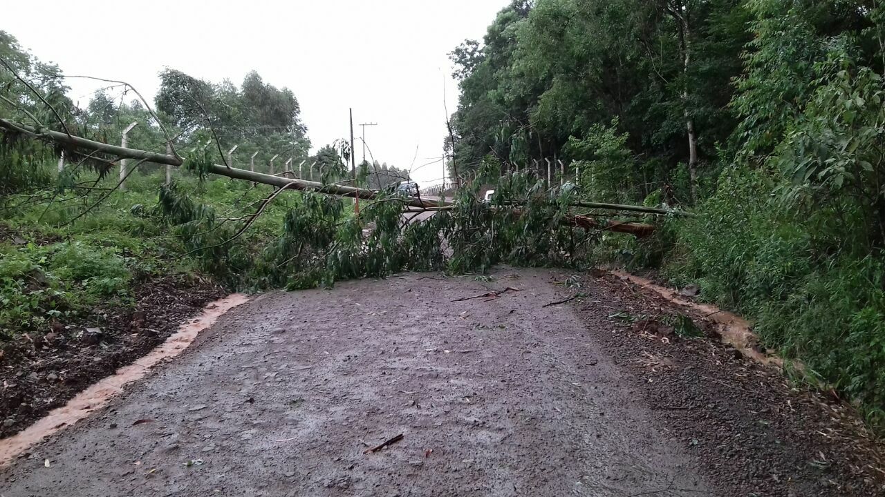 Quedas de árvores bloqueiam BR 153 e estrada geral no interior de Concórdia