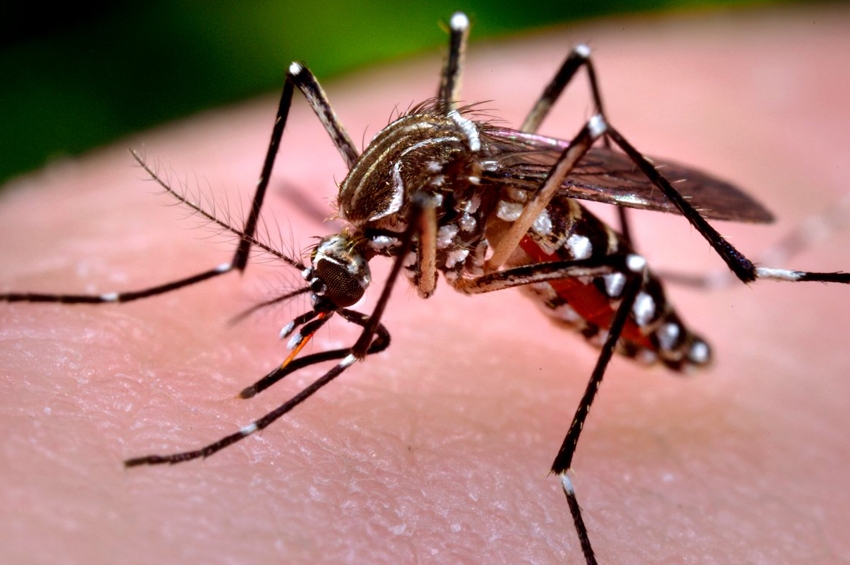 Somente na segunda, três focos do mosquito da dengue foram achados