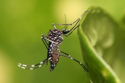 Mais três focos do mosquito da dengue em Concórdia