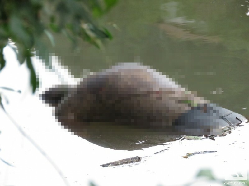 Corpo é achado boiando no rio do Peixe em Herval d' Oeste