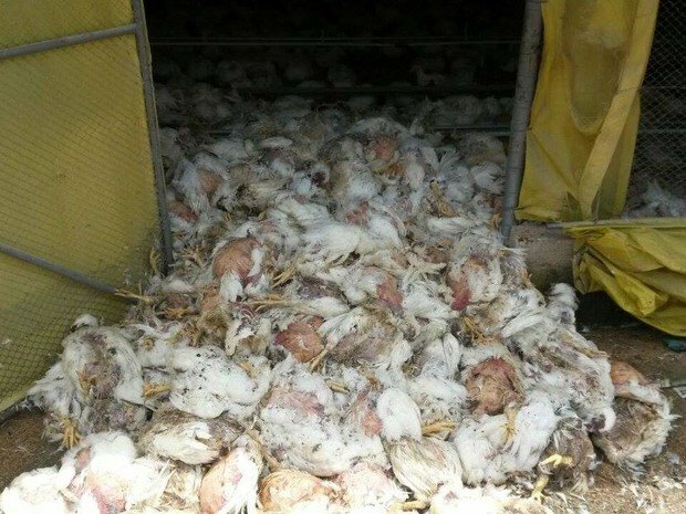 Altas temperaturas provocam a morte de dois mil frangos em Ipumirim