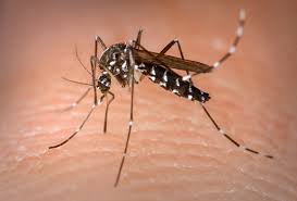 Vigilância descarta dengue para paciente internado em Concórdia