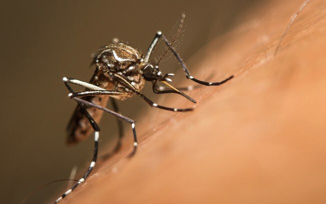 Concórdia já registra 90 focos do mosquito da dengue em 2018