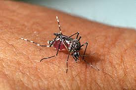 Concórdia já registra 115 focos do mosquito da dengue em 2019
