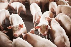 Demais agroindústrias também elevam o valor do quilo do suíno