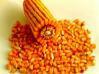 Agricultores da região já podem aderir ao Programa Troca-troca de sementes de milho