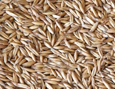 Distribuição de sementes de aveia e azevém acontece na sexta-feira em Arabutã