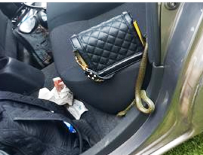 Casal toma susto ao encontrar cobra dentro do carro