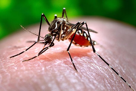 Vigilância Epidemiológica identifica mais focos da dengue na região