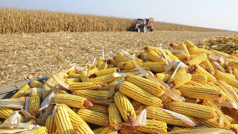 SC quer trazer milho do Paraguai para abastecer setor produtivo de carnes
