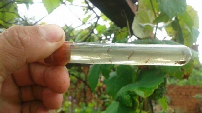 O mês de janeiro já acumula o sétimo foco do mosquito da dengue em Concórdia